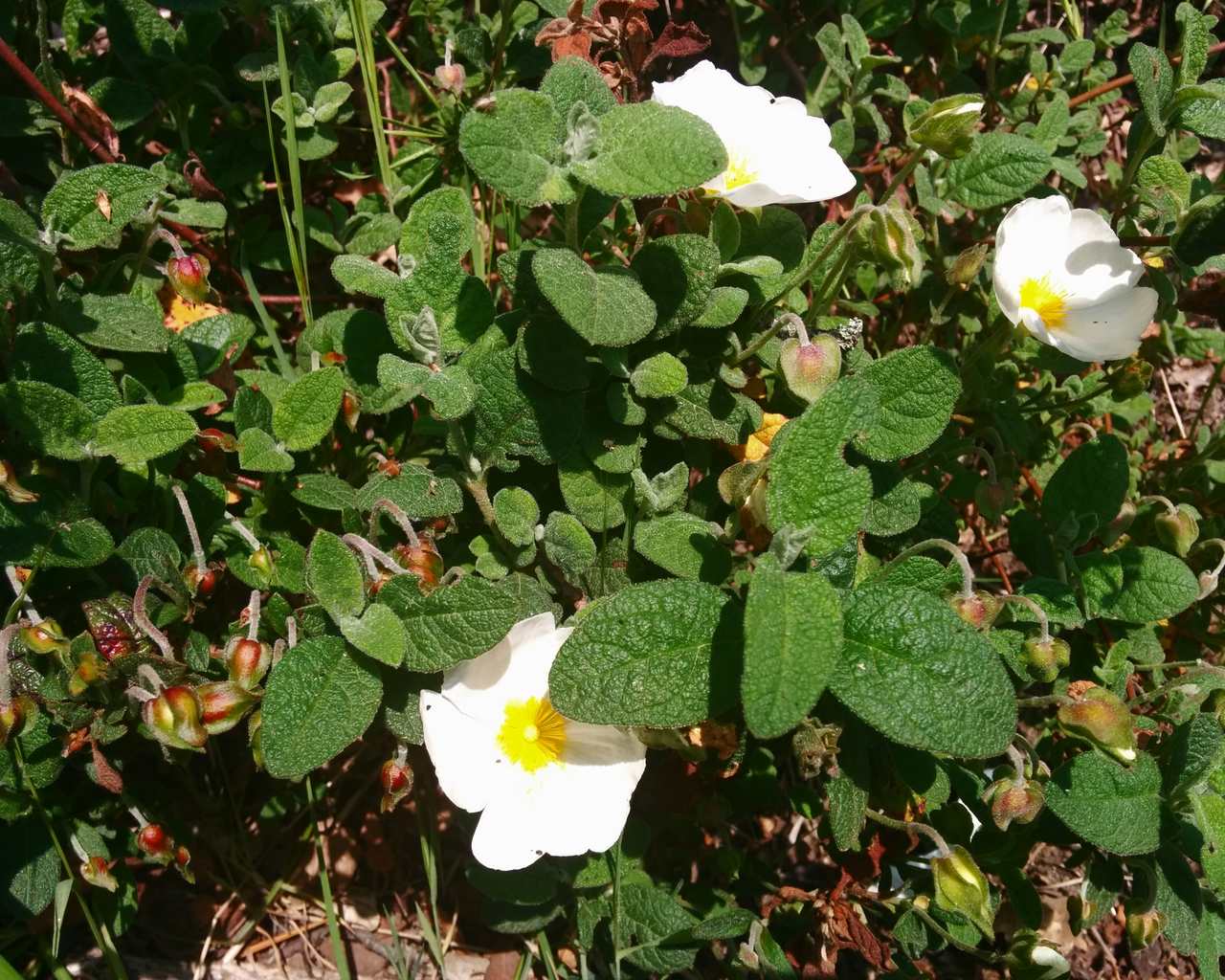 Cistus salvifolius / Cisto femmina